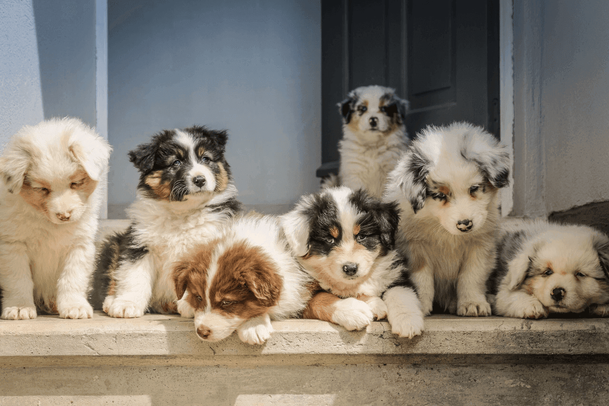 What's the Safest Way to Remove Pet Odors Around Kids and Babies?