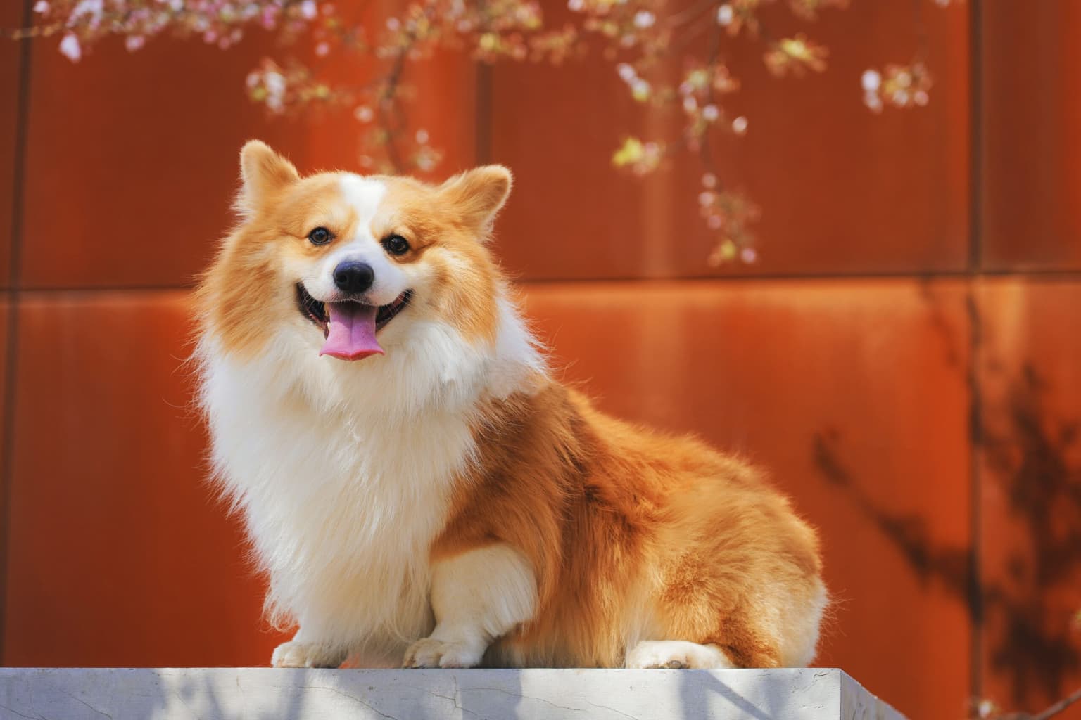 Pet Odor & Stain Removal in Tomball, TX